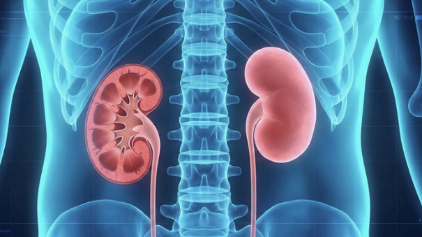 Renal Health Test